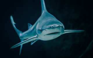 Shark toothy mouth night water - toothy free wallpaper