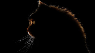Cat dark head closed art - eye closed free wallpaper