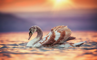 Swan floating sunset dawn wings - douglas robertson bisset free wallpaper
