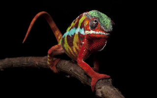 Colorful chameleon branch curled closed - a colorful chamelon free wallpaper