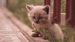 Small kitten gate grass animal - the side of its free wallpaper