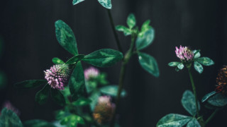 Flower leaves closeup butterfly glowing - e. william gollings free wallpaper