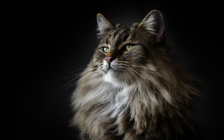 Regal cat green eyes portrait - bourgeoi free wallpaper for desktop