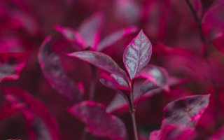 Pink plant leaves blurry background - stem and a blurry background free wallpaper for desktop