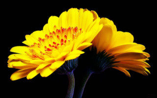 Yellow flower vase black background - two yellow flower free wallpaper