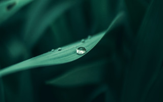 Green leaf water droplets macro 27 - a close up of a leaf free wallpaper