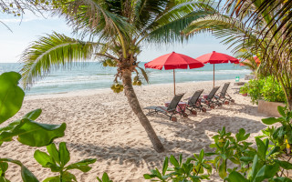 Beach palm tree umbrella lawn - felipe seade free wallpaper