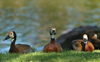 Ducks lake green field duckling - elizabeth durack free wallpaper
