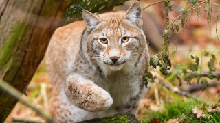 Lynx forest mossy ground animals - a lynx free wallpaper