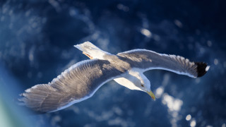 Bird ocean flying wings figuration - over the ocean free wallpaper