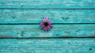 Pink flower blue paint saturated - paint free wallpaper