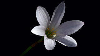 White flower yellow center macro 7 - a single flower free wallpaper