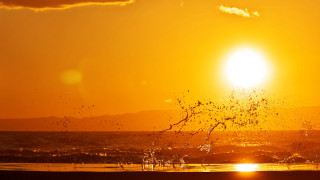 Sunset bird ocean beach waves - sun free wallpaper for desktop