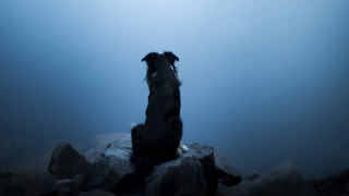 Dog rock sky water awe - blue sky free wallpaper for desktop