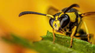 Bee leaf macro yellow background - a close up of a bee free wallpaper