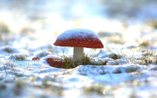 Mushroom snow winter sunny ecological - a mushroom free wallpaper