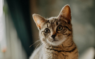 Sad cat chair looking camera 2 - a chair free wallpaper