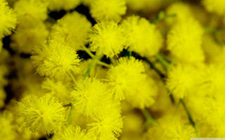 Yellow flower macro fireworks blurry - australian tonalism free wallpaper for desktop
