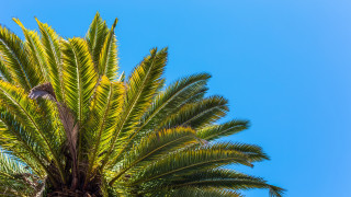 Palm bird branch sky beach - top of its free wallpaper for desktop