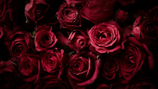 Red roses bouquet black background 2 - red rose free wallpaper for desktop
