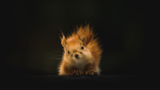 Red squirrel black background award - photograph free wallpaper for desktop
