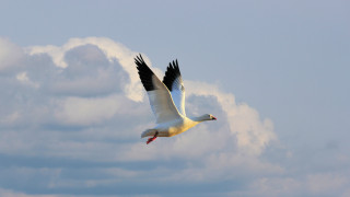 Seagull clouds blue sky mountains - adobe lightroom free wallpaper