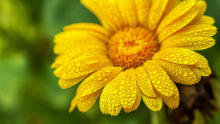 Yellow flower water droplets bee - a yellow flower free wallpaper