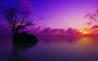 Lone tree silhouette purple sunset - a rock in the foreground free wallpaper for desktop