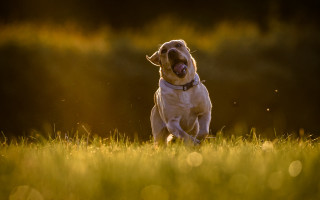 Dog running field bokeh sunlight - tongue free wallpaper for desktop