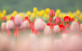 Red yellow flower field bokeh - deep depth of field free wallpaper