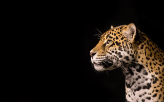 Leopard wildlife jigsaw naturalism animal - a leopard free wallpaper for desktop