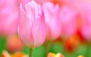 Pink flower field tulips macro - pink tulip free wallpaper