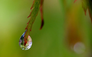 Water drop leaf green background - a green leafy tree branch free wallpaper
