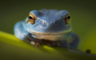 Blue frog green leaf yellow - yellow tip free wallpaper
