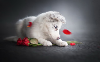 White puppy rose blue eyes - a rose free wallpaper