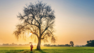 Person tree field umbrella sunset - fang congyi free wallpaper