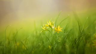 Flower grass bamboo nature blurry - art green free wallpaper