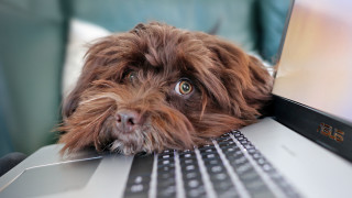 Dog laptop head keyboard looking - affinity photo free wallpaper