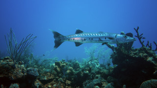 Fish coral reef seaweed sea - a sunny day free wallpaper for desktop