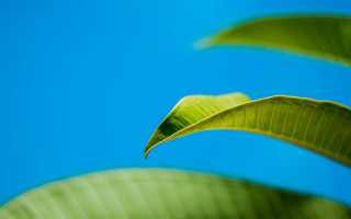 Green leaf blue sky macro 3 - thin free wallpaper