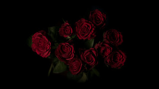 Red roses vase black background - red rose free wallpaper