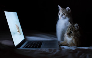 Two cats laptop cat picture - david teniers iii free wallpaper