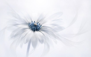 White flower blue center white - blue center free wallpaper for desktop