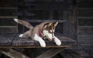 Husky dog red collar outdoor - caspar wolf free wallpaper