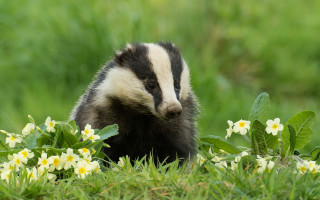 Badger flower field nature blurry - david young cameron free wallpaper