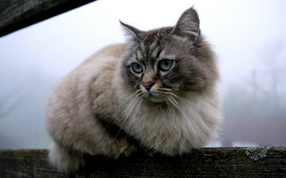 Cat blue eyes wooden fence 2 - a wooden fence post free wallpaper