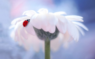 Ladybug white flower macro outdoors - a ladybug free wallpaper