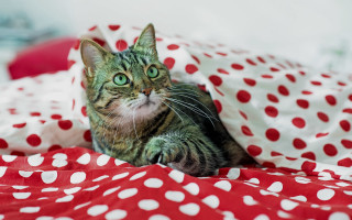 Cat bed polka dot jigsaw - a bed free wallpaper