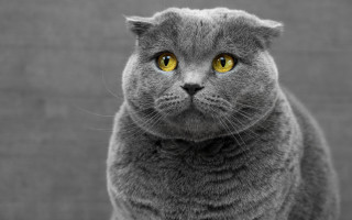 Gray cat yellow eyes serious 7 - its face and chest free wallpaper