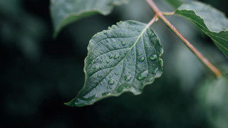 Leaf water drops macro photorealism 6 - free autumn wallpaper
